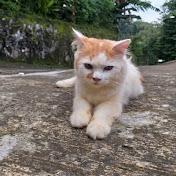 kucing meaung