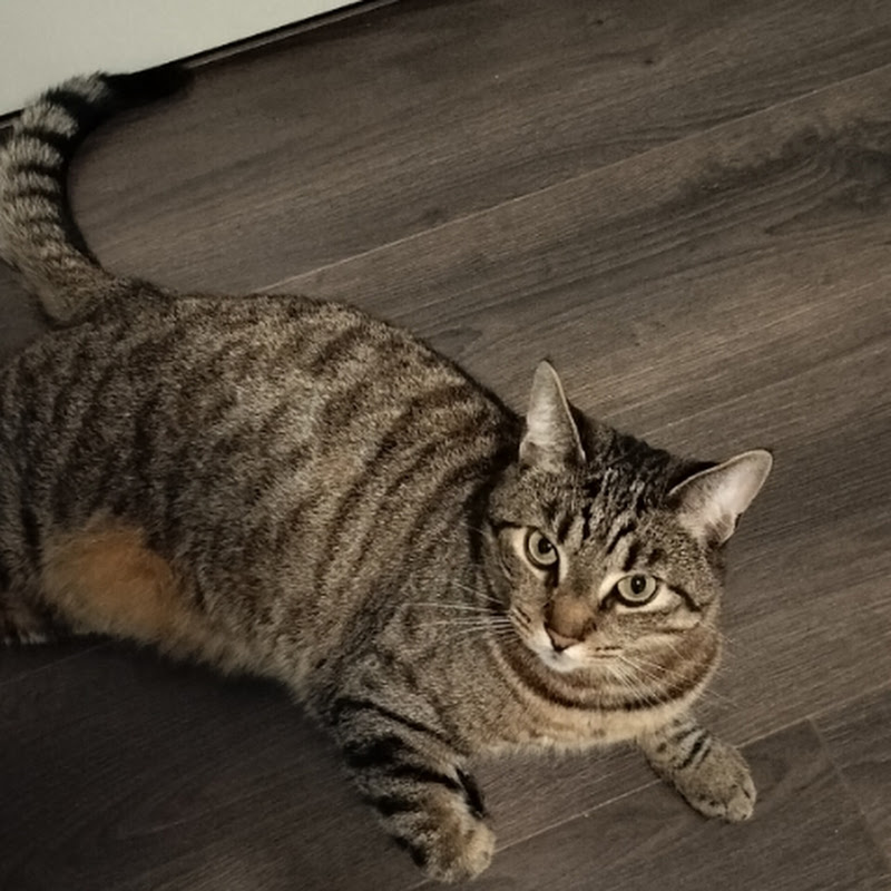 Felix /Cody motiveert