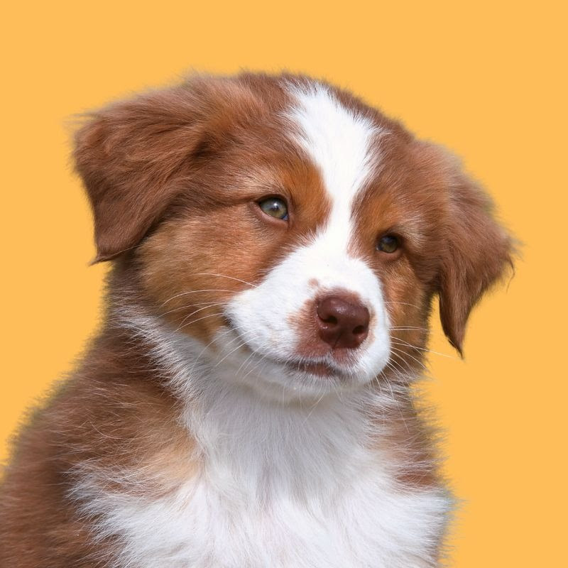 TOCHO  icon