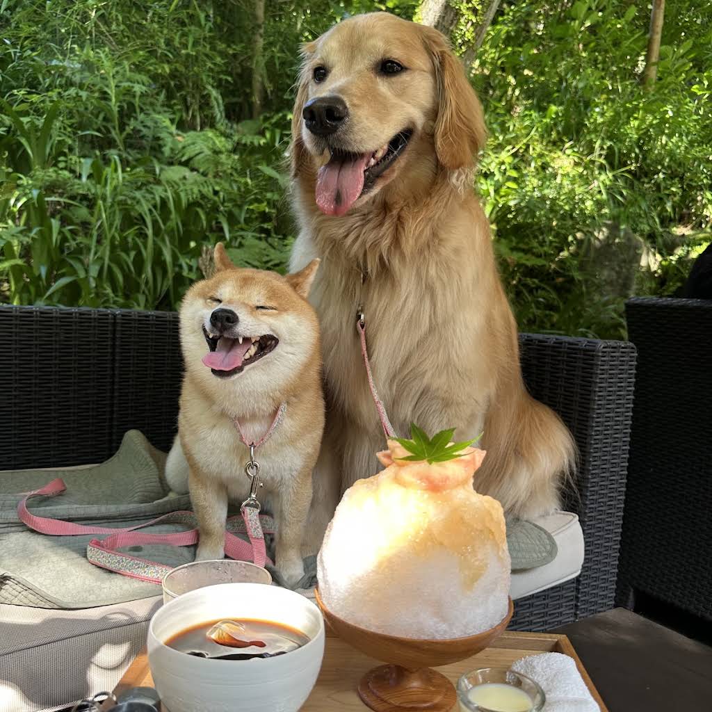 Mame shiba UNI＆Golden retriever OKARA - YouTube