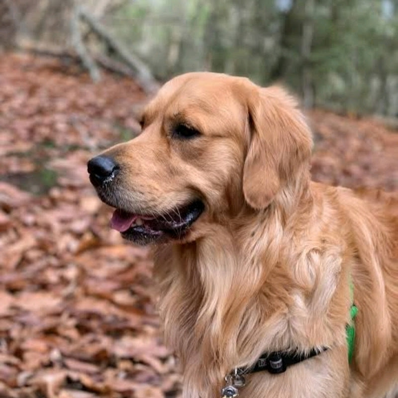 Hire Jackson_Devraj singh — Funny Animal Compilations YouTube creator for sponsorships