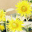@sunflower40