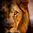 @lionboy44444