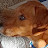 @coloradochristopher7001dogs