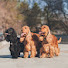 Y0uD1wuTWQM-channel-avatar-Ольга Мельникова питомник WITH HEAVENLY LOVE