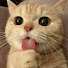 0myTG_Y4mj0-channel-avatar-Owl Cat
