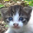 rKJ_3nTyfZA-channel-avatar-こげぱんTV　猫旅　島旅