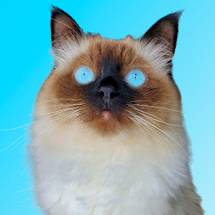 Мисс Кися - про кошек и котов Image Thumbnail