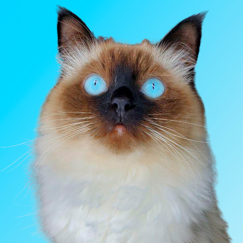 Channel Avatar