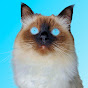 Мисс Кися - про кошек и котов Image Thumbnail