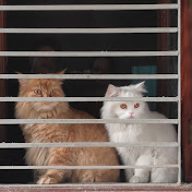 fluffy cats