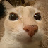Payq0Qykb3c-channel-avatar-DoSekai