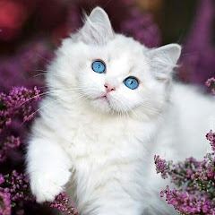 Cat lovers