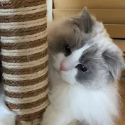 ひなファン
