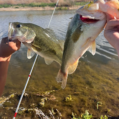 CO bass and trout