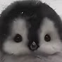 꼬펭