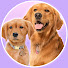 Wt0l1T7Ux0c-channel-avatar-Daisy and Poppy