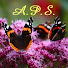 1O2lkvtUW8A-channel-avatar-APSGospel