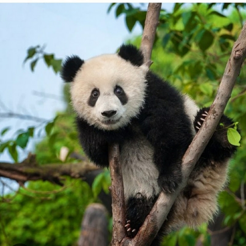 PANDA TV