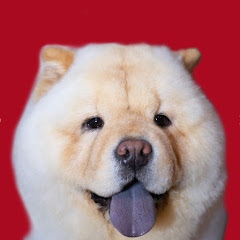 チャウチャウ犬こまめ