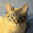 oRSIJqU50FU-channel-avatar-jacobcats