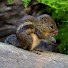 osaVnp1unkc-channel-avatar-Birds and Squirrels Wonderland