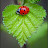 Ladybird 🐞