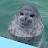@Windowseal-h3z