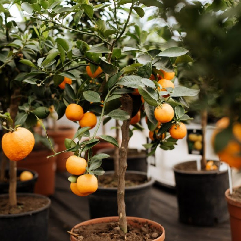 Arboles Frutales en Maceta