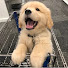 ebaDWWUhE_A-channel-avatar-PupArmy and PetArmy