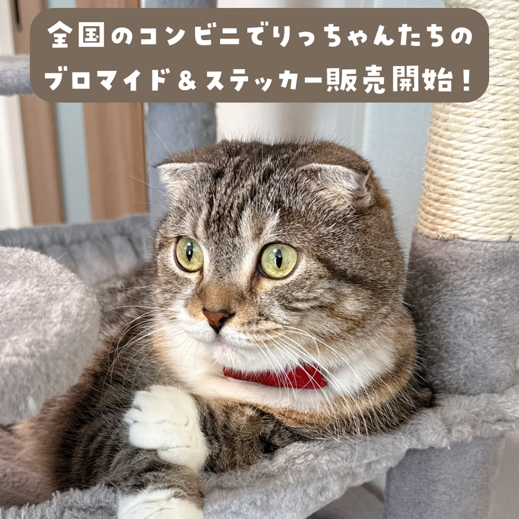 ねこぞー@猫のお役立ち情報 - YouTube