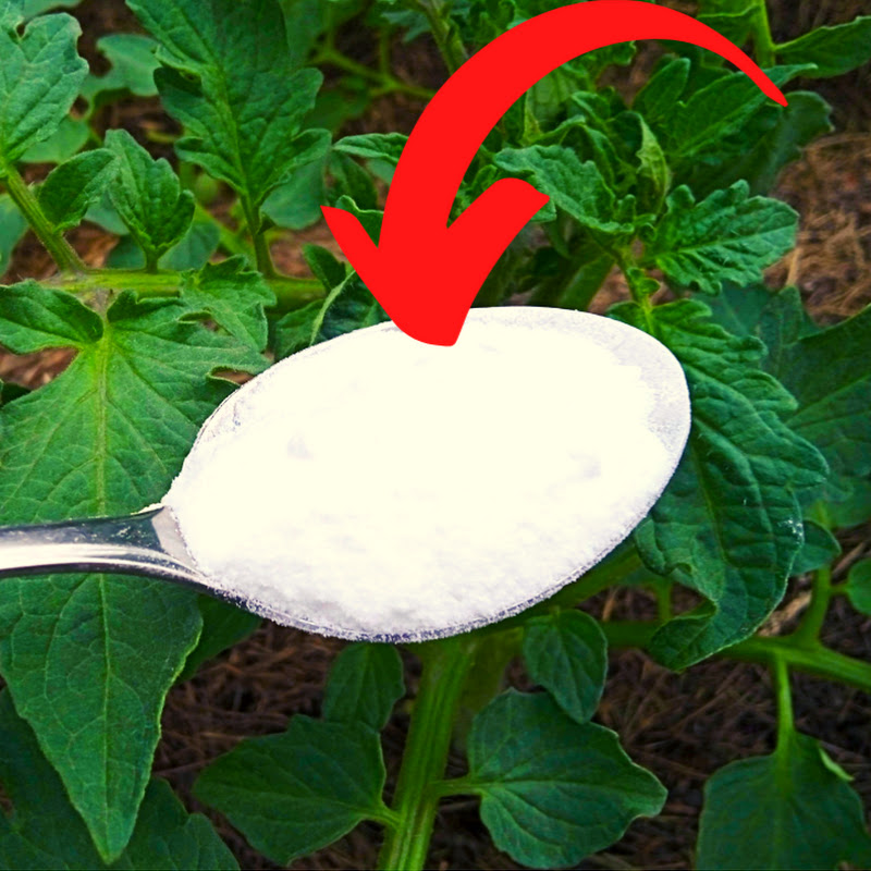 Green Garden Tips