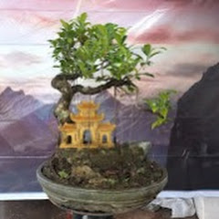 Huy bonsai