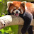 Equipo Panda Rojo