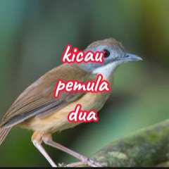 Kicau Pemuladua