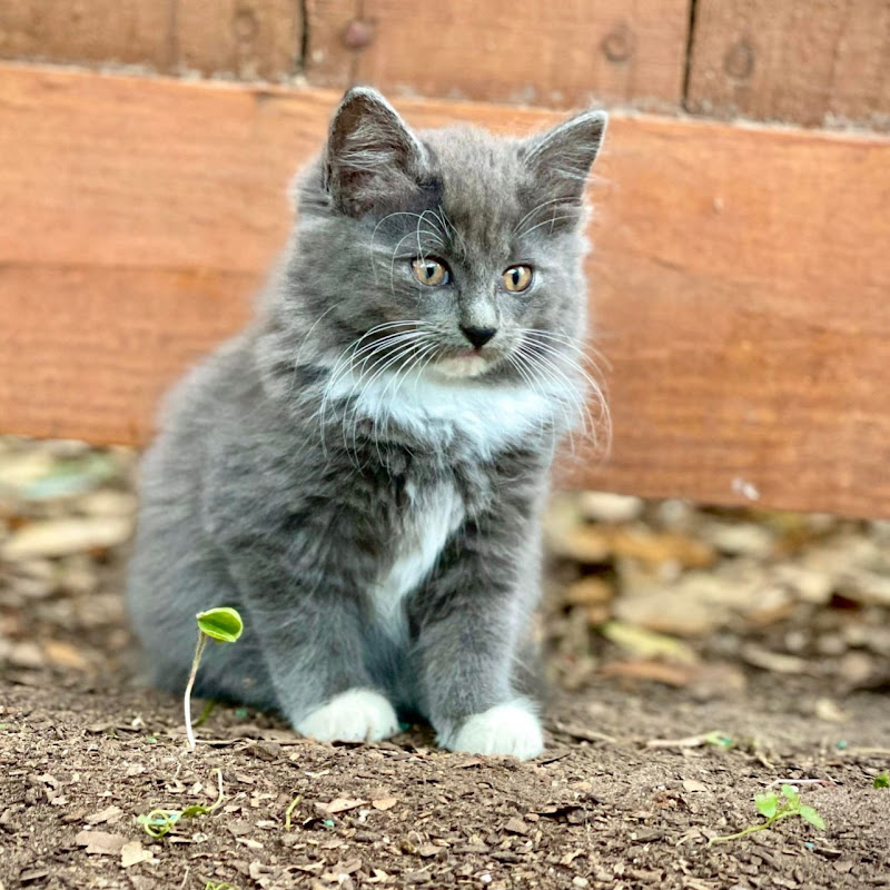 Quantum Audio (Quantum Meow)