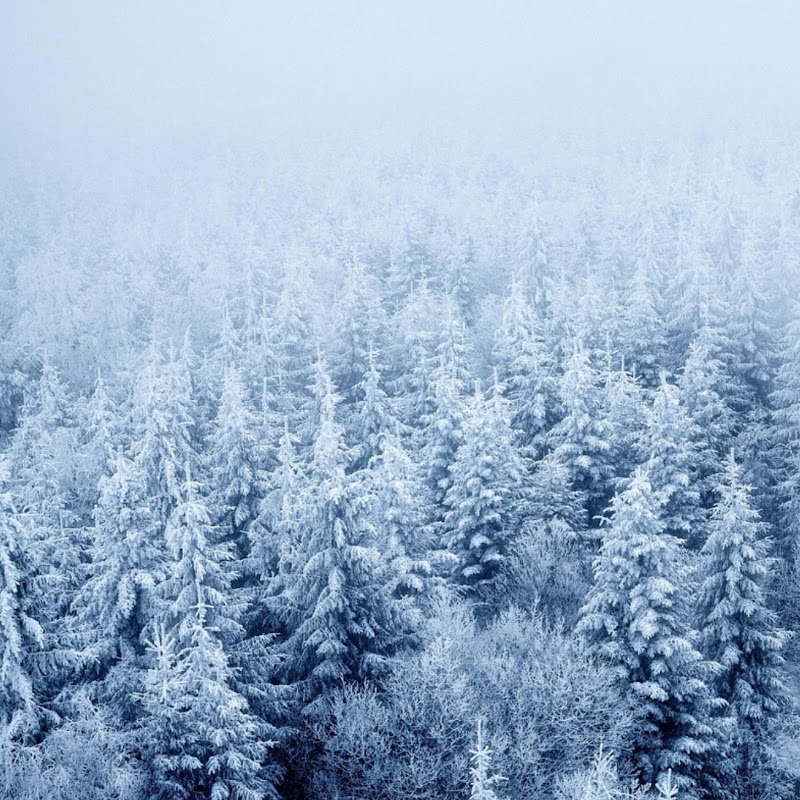 Cozy Forest Ambient - Topic