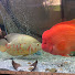 hva2eDBpgbE-channel-avatar-21Cichlids