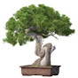 Bonsai culture