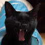 黒猫 不二子ちゃんねる Black Cat Fujiko