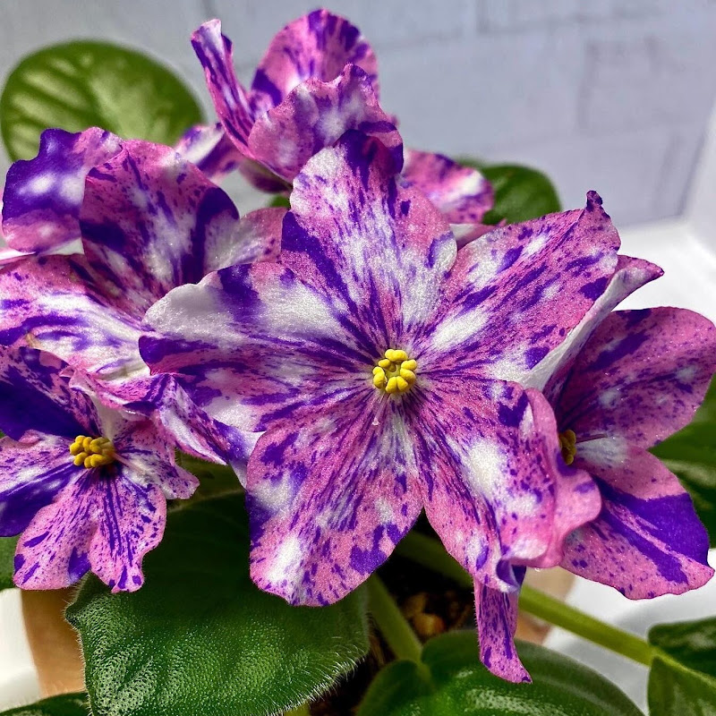 Цветы с Любовью - Комнатные растения Logo