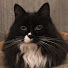 azlxNqIu2gc-channel-avatar-ねこすTV
