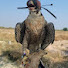 5jJA5UOlyz0-channel-avatar-falcon trainer