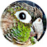 MsA-03n4gUI-channel-avatar-Parrot's Home