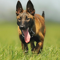 TRAINING- DOG K9
