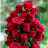 @Mr.nobody_rs1