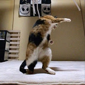 Punch Cat