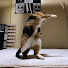 LNP8xHldchM-channel-avatar-Punch Cat