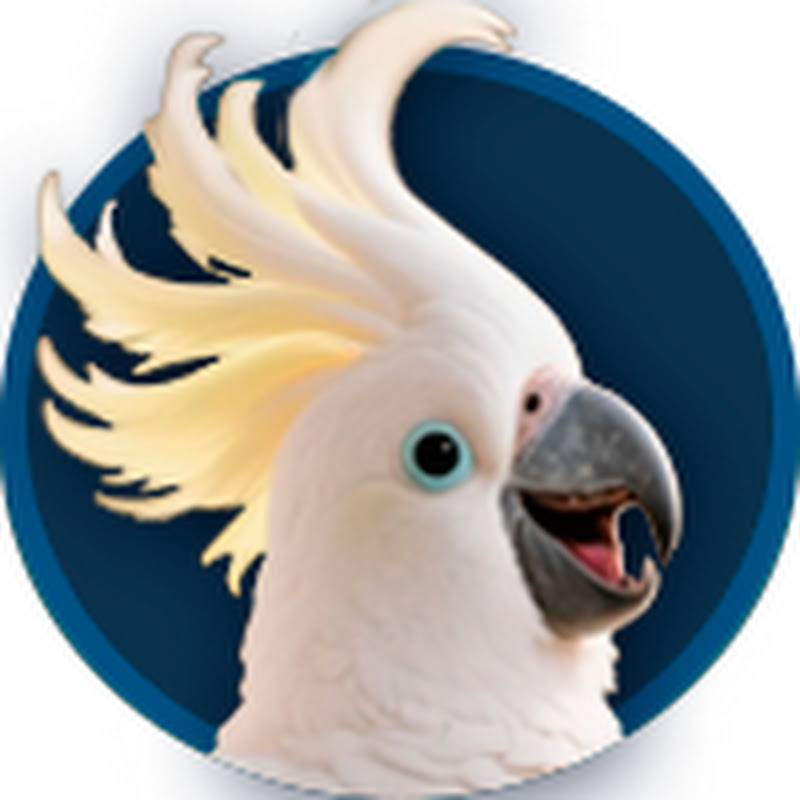 Jackson – Crazy Cockatoo