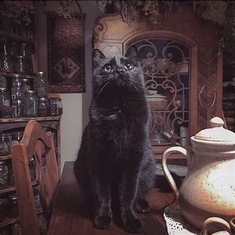 ✨CAT✨